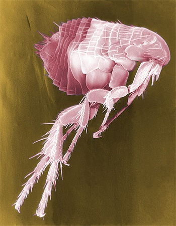 fleas with plague found in USA